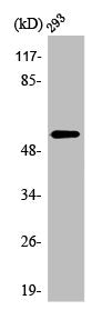 TNFRSF11B Antibody