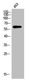 SPP1 Antibody