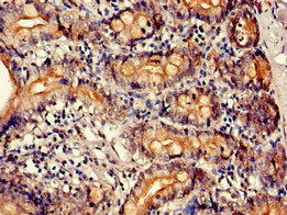 PTBP1 Antibody