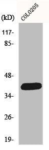 SLC22A18 Antibody
