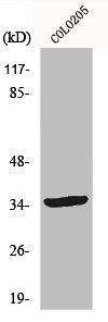 YOD1 Antibody