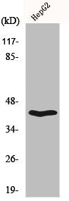 CD200R1 Antibody