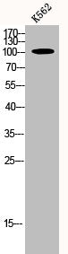 USO1 Antibody