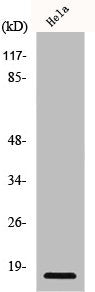 CDKN2B Antibody