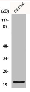 CDKN1A Antibody