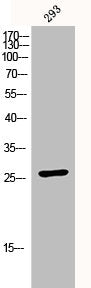 CDKN1B Antibody