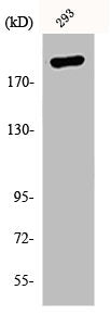EP300 Antibody