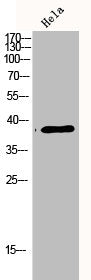 MAPK14 Antibody