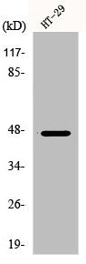 NCF1 Antibody