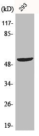 TP53 Antibody