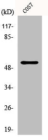 TP53 Antibody