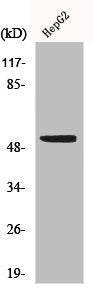 TP53 Antibody
