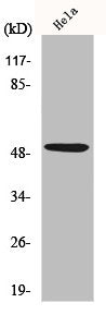 TP53 Antibody