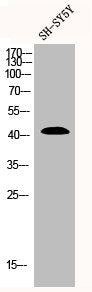 TP53 Antibody