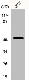 TP53 Antibody