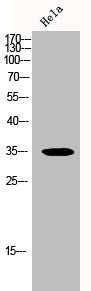 RNF144B Antibody