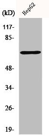 DDX5 Antibody