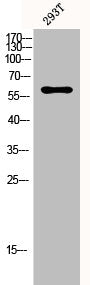 RPS6KB1 Antibody