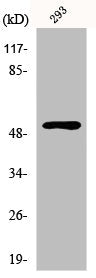 RPS6KB2 Antibody