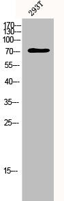 TP73 Antibody