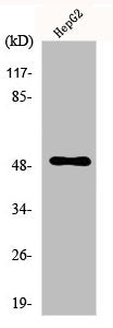 PAH Antibody