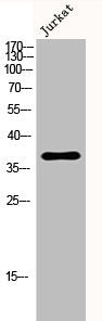 SERPINE1 Antibody