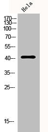 SERPINA5 Antibody