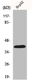 F2RL3 Antibody