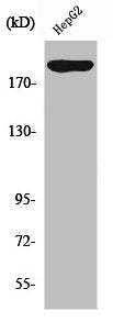 PDGFRA Antibody