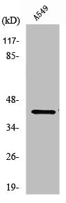 PDHA1 Antibody
