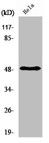 PDK1 Antibody