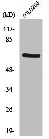 PDPK1 Antibody