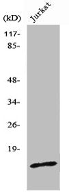 PDRG1 Antibody