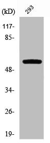 PFKFB2 Antibody