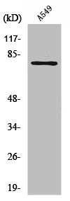 PFKL Antibody