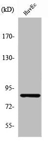 PFKP Antibody
