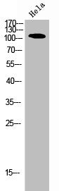 PIK3CA Antibody