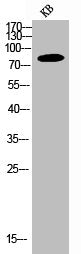 PIK3R1 Antibody