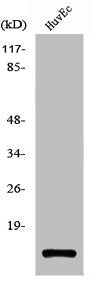 TP53I11 Antibody