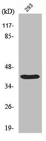 TP53I3 Antibody