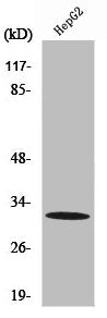 PITPNB Antibody