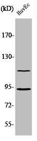 CDK11B Antibody