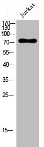 PJA2 Antibody