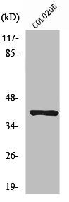 PRKACA/PRKACB Antibody