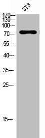 PRKCD Antibody