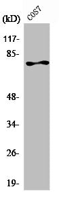 PRKCZ Antibody