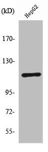 PRKD1 Antibody