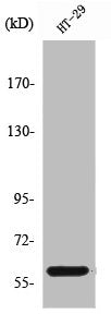 PKM Antibody