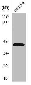 PROKR1 Antibody