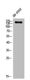 PLCB3 Antibody